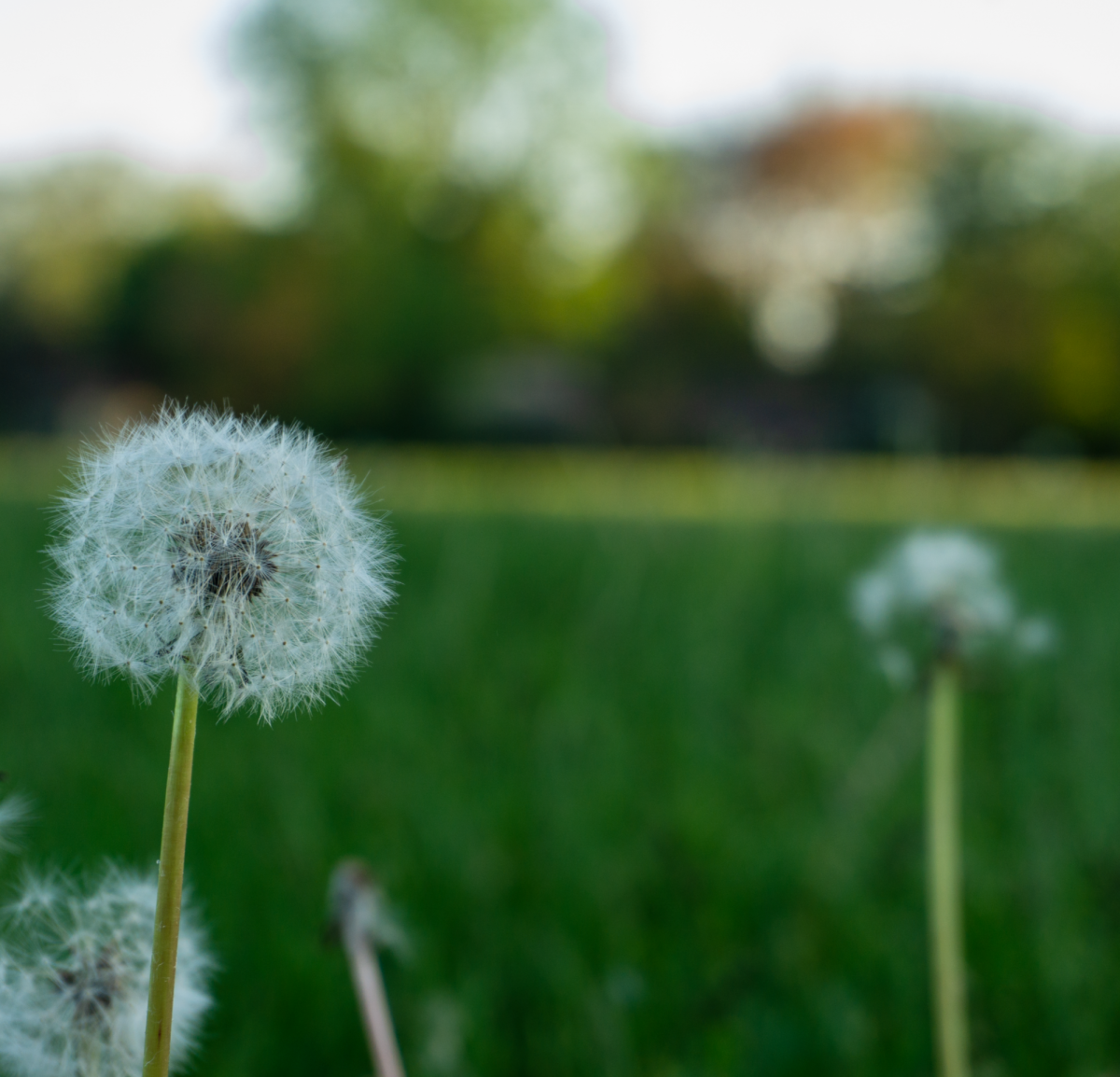 A dandelion in the field.