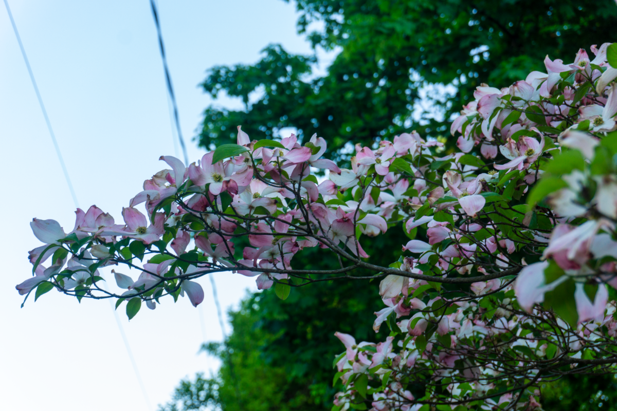 Another dogwood tree with pink and white flowers.