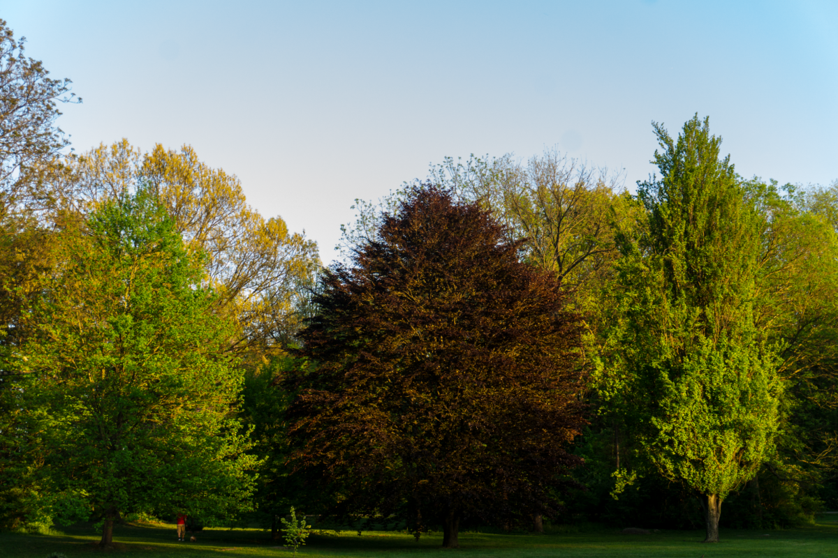 Trees at Thornwald Park.