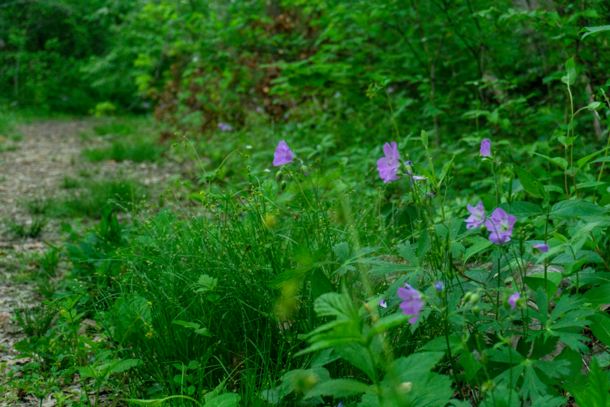 Purple periwinkles off a trail.