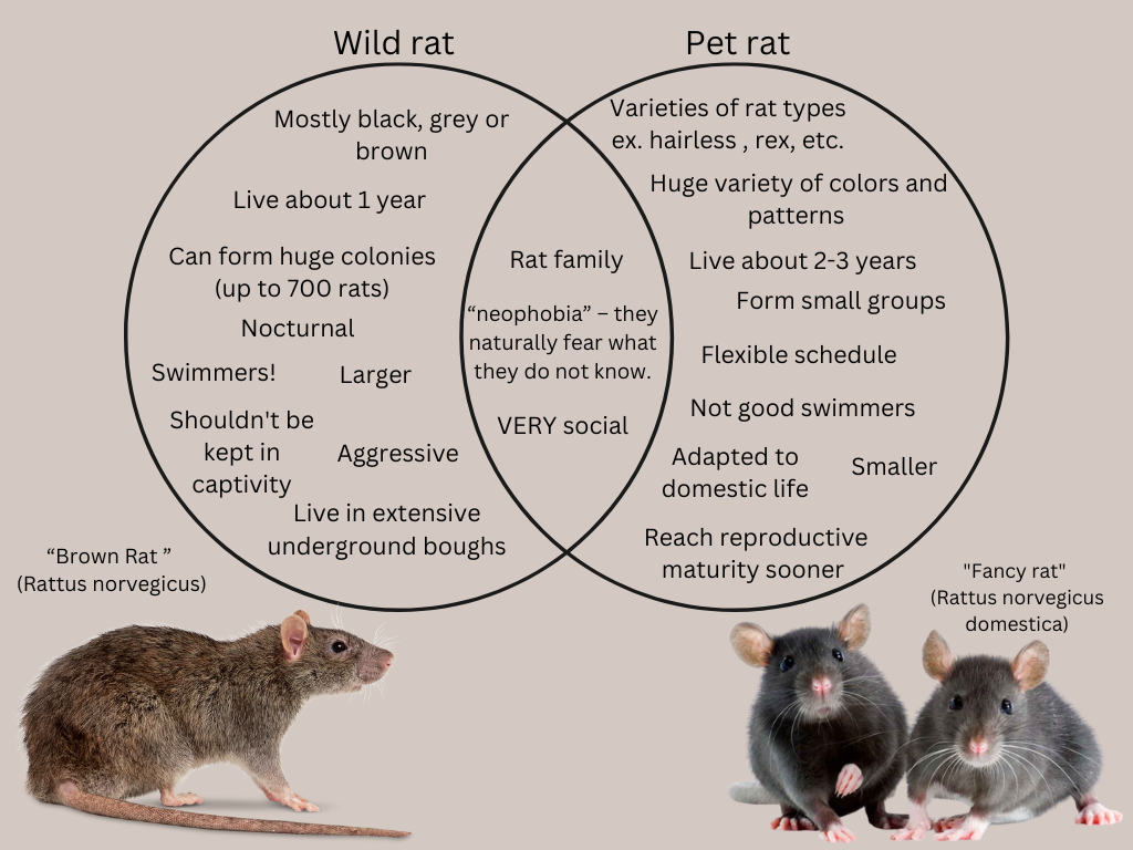 Venn-diagram of wild and domestic rats